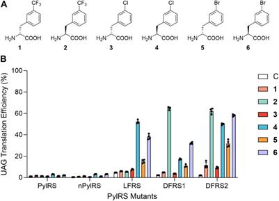 Rational design of the genetic code expansion toolkit for in vivo encoding of D-amino acids